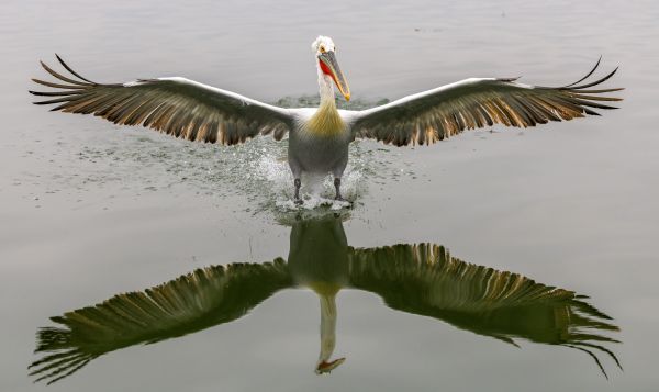 Lake Kerkini Pelicans 1