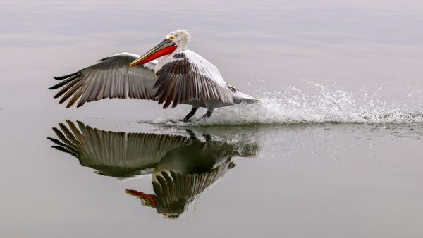 Lake Kerkini Pelicans 1