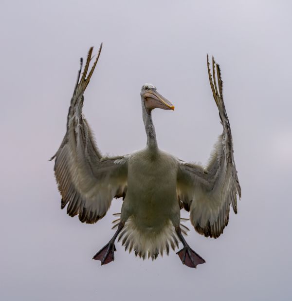 Lake Kerkini Pelicans 1