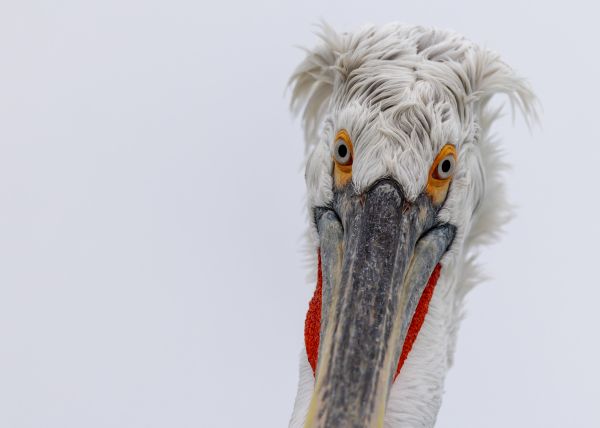 Lake Kerkini Pelicans 1