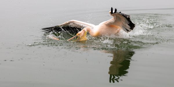 Lake Kerkini Pelicans 1