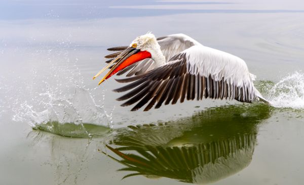 Lake Kerkini Pelicans 1