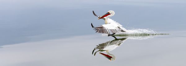 Lake Kerkini Pelicans 1