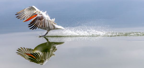 Lake Kerkini Pelicans 1