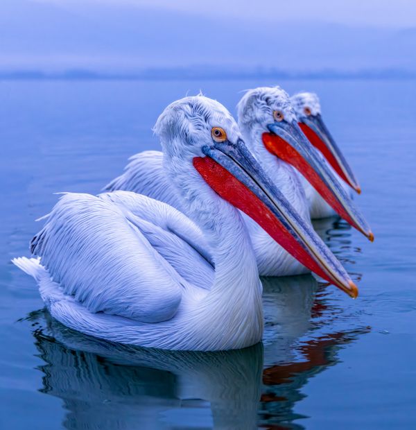 Lake Kerkini Pelicans 1