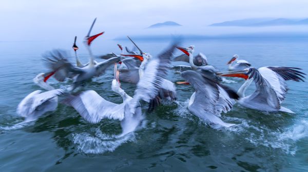 Lake Kerkini Pelicans 1