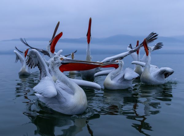 Lake Kerkini Pelicans 1