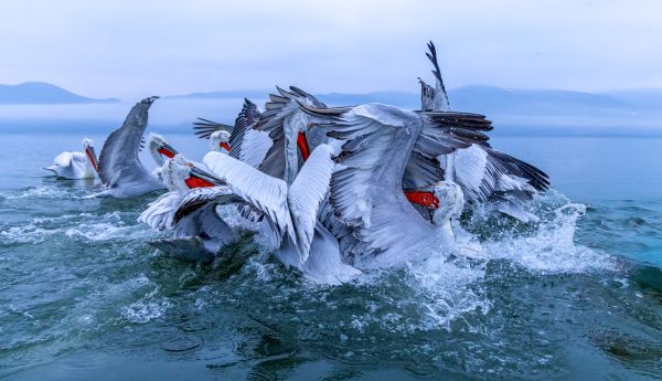 Lake Kerkini Pelicans 1