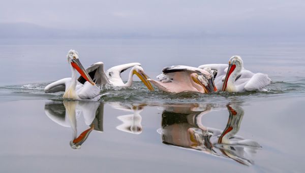 Lake Kerkini Pelicans 1