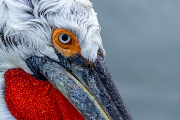 Lake Kerkini Pelicans 1