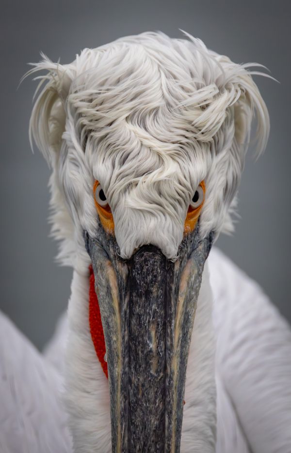 Lake Kerkini Pelicans 1