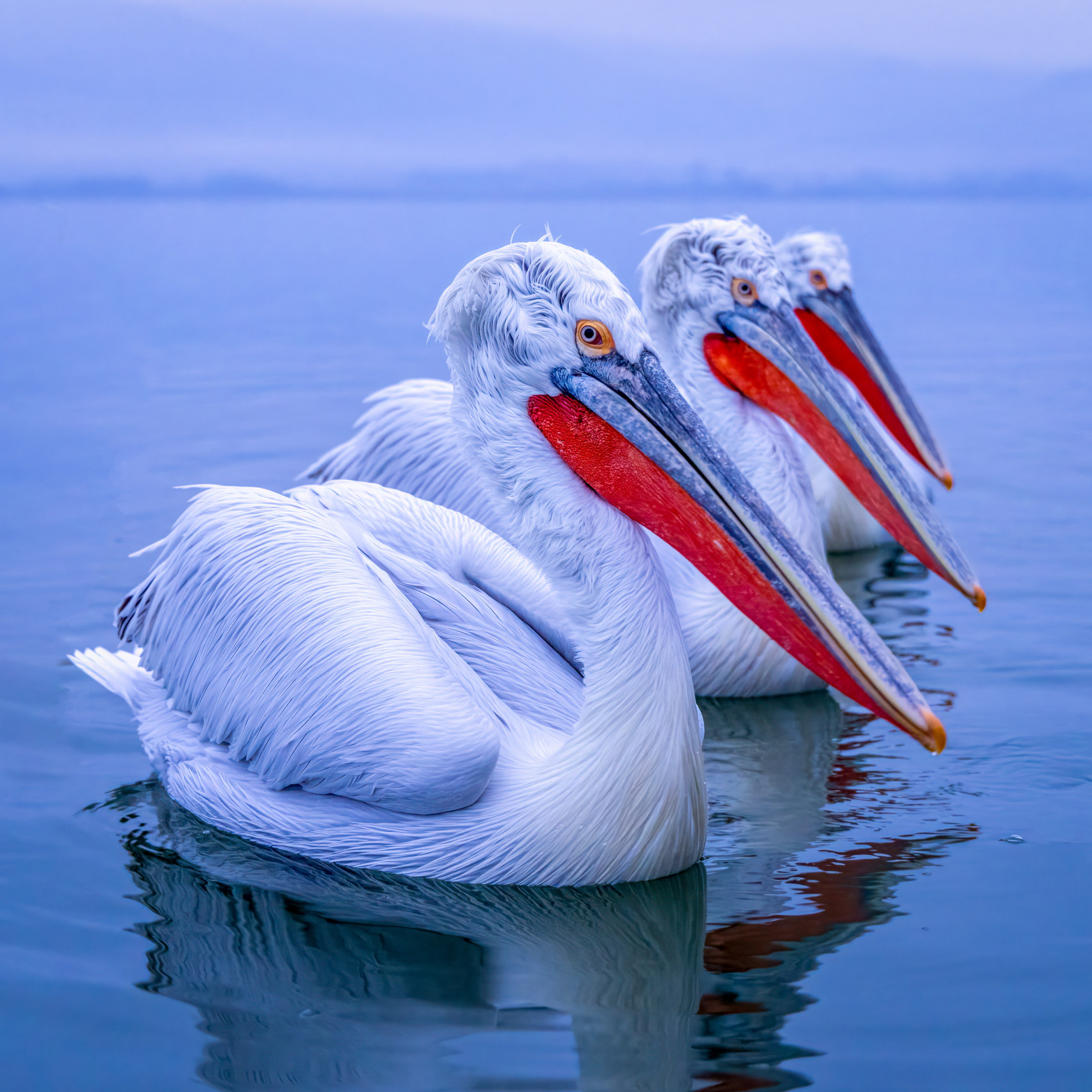 Lake Kerkini Pelicans