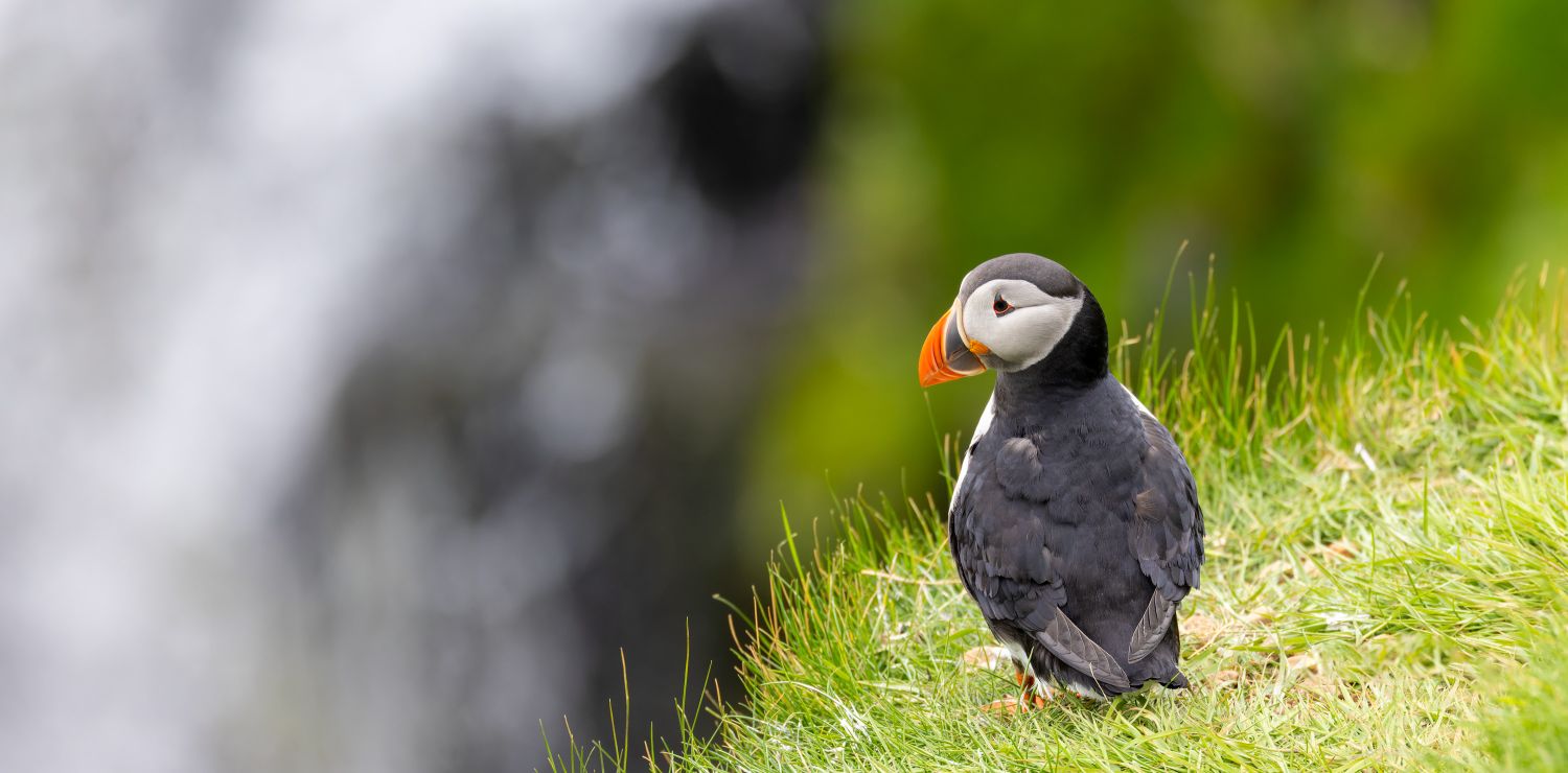 Puffin 4