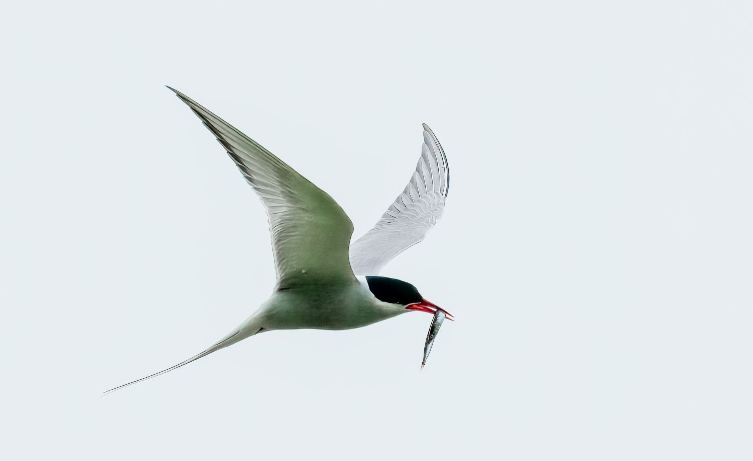 Arctic Tern Feeding