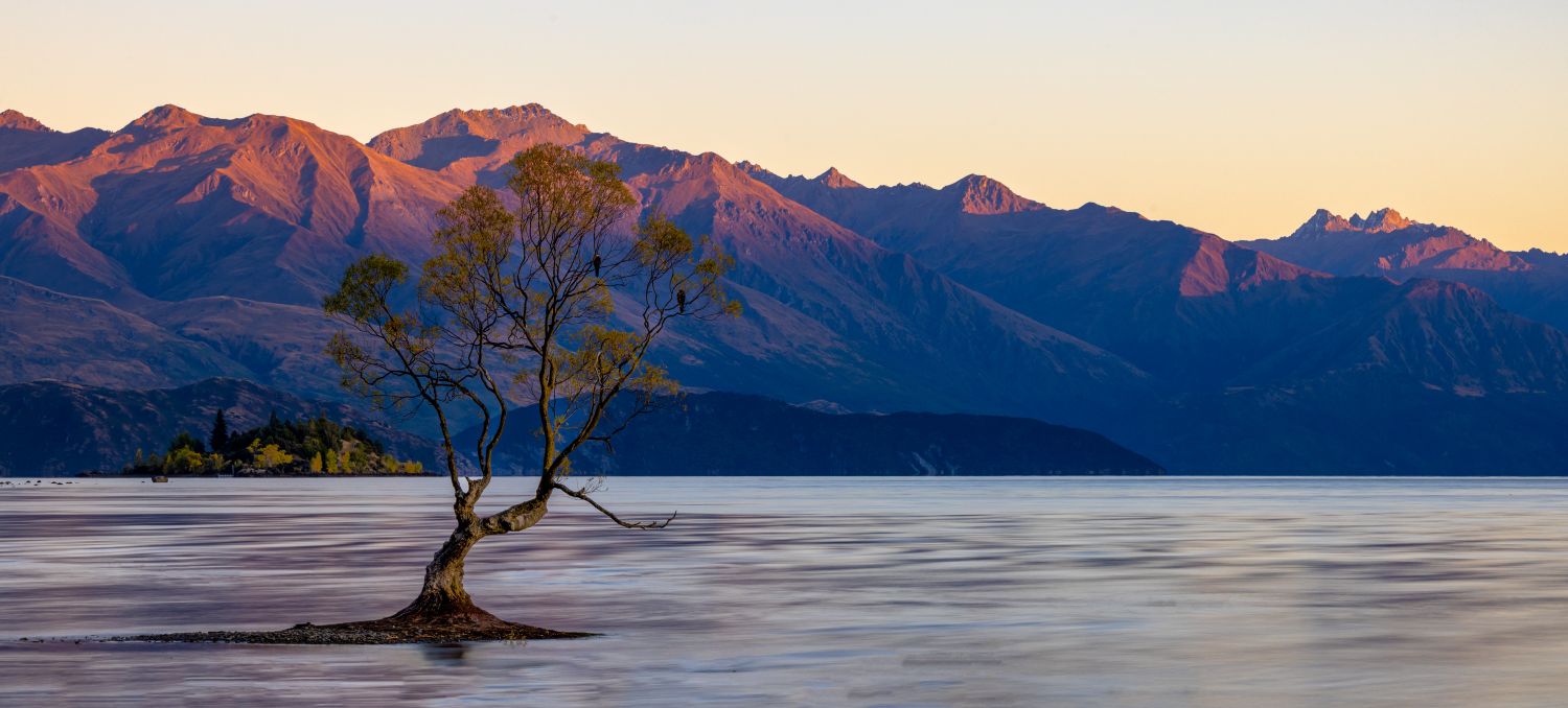 Lake Wānaka Tree