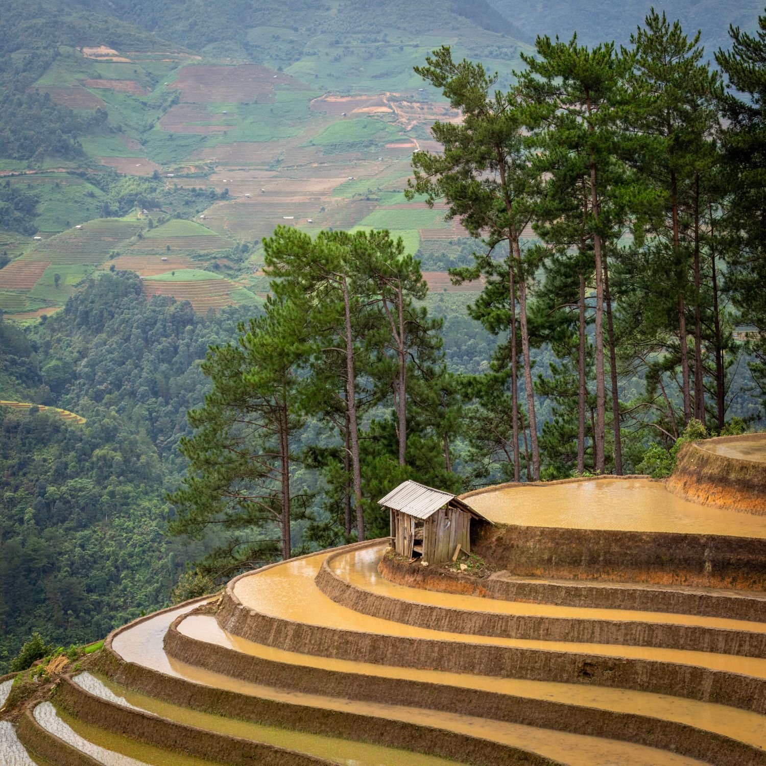 Rice Fields 3