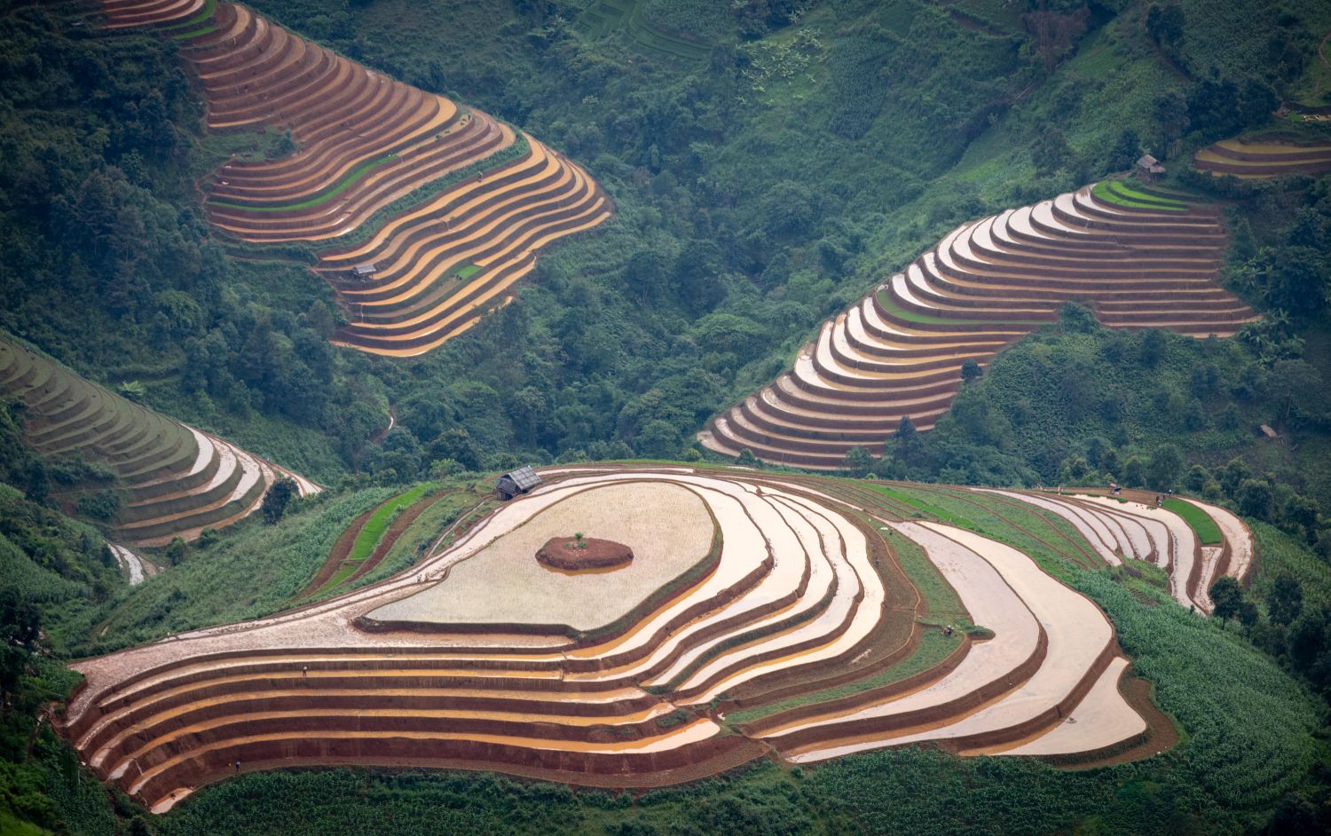 Rice Fields 5