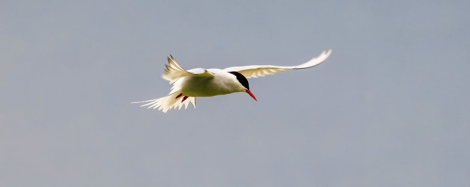 Arctic Tern 2