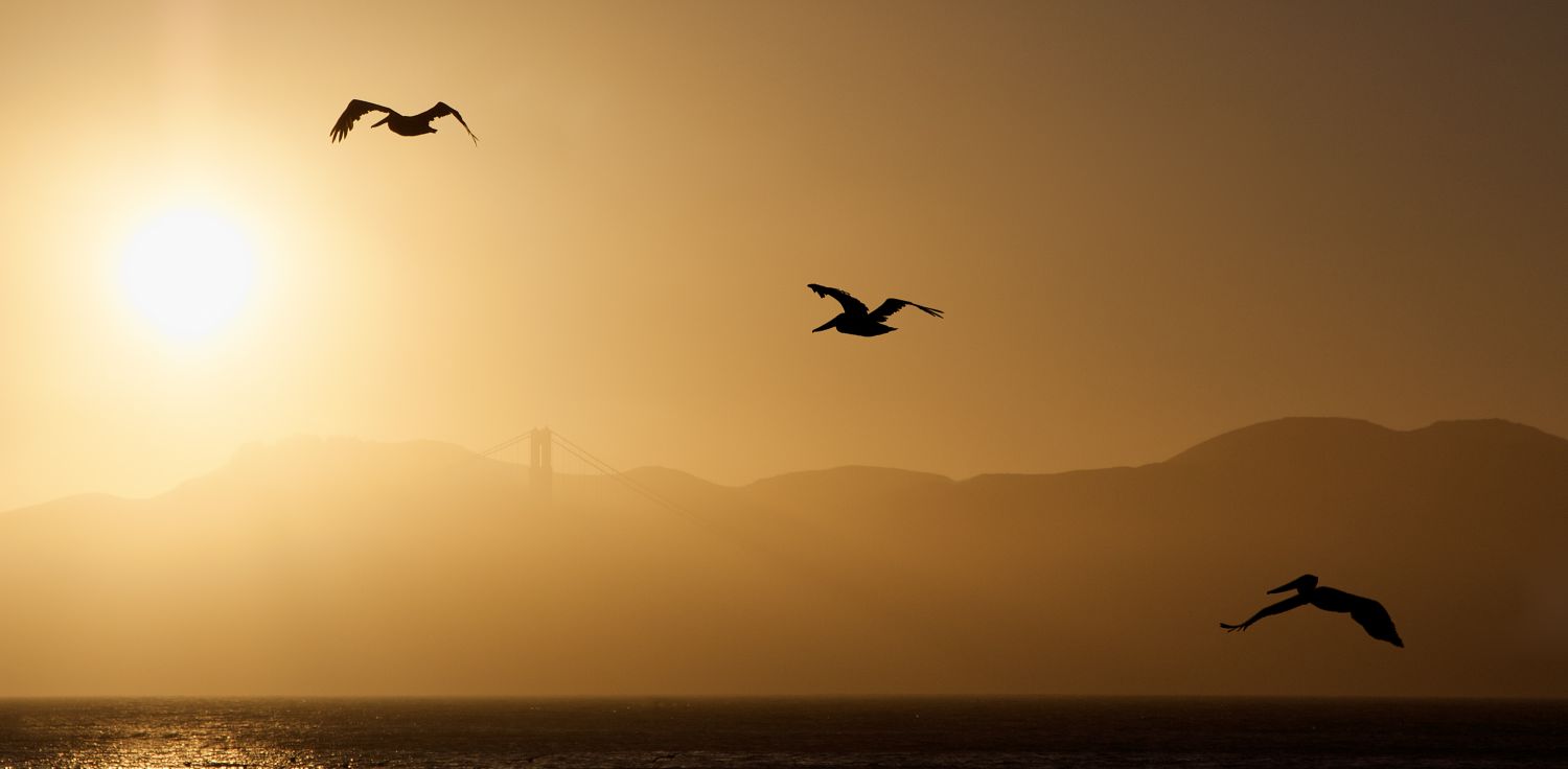 Pelican Sunset