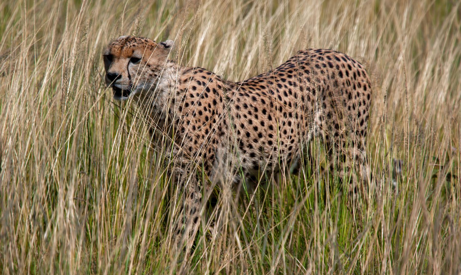 Samburu Cheetah