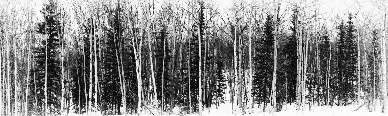 Yukon Tree Panoramic