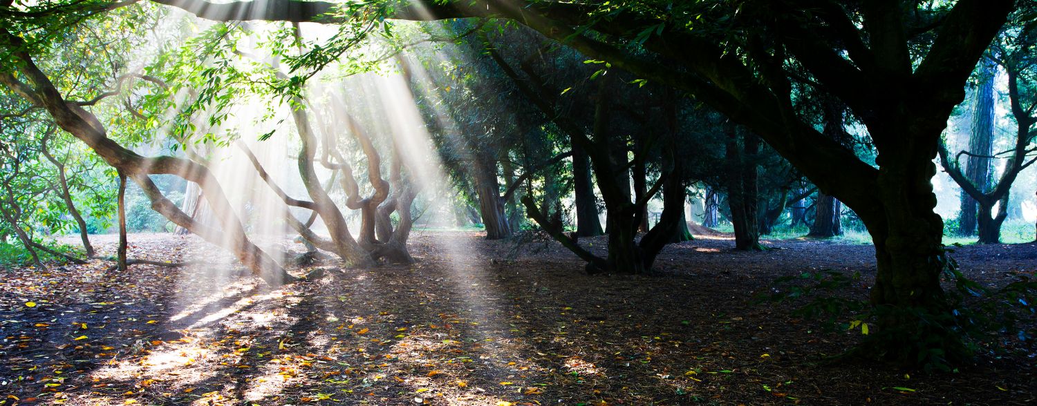 Westonbirt Light