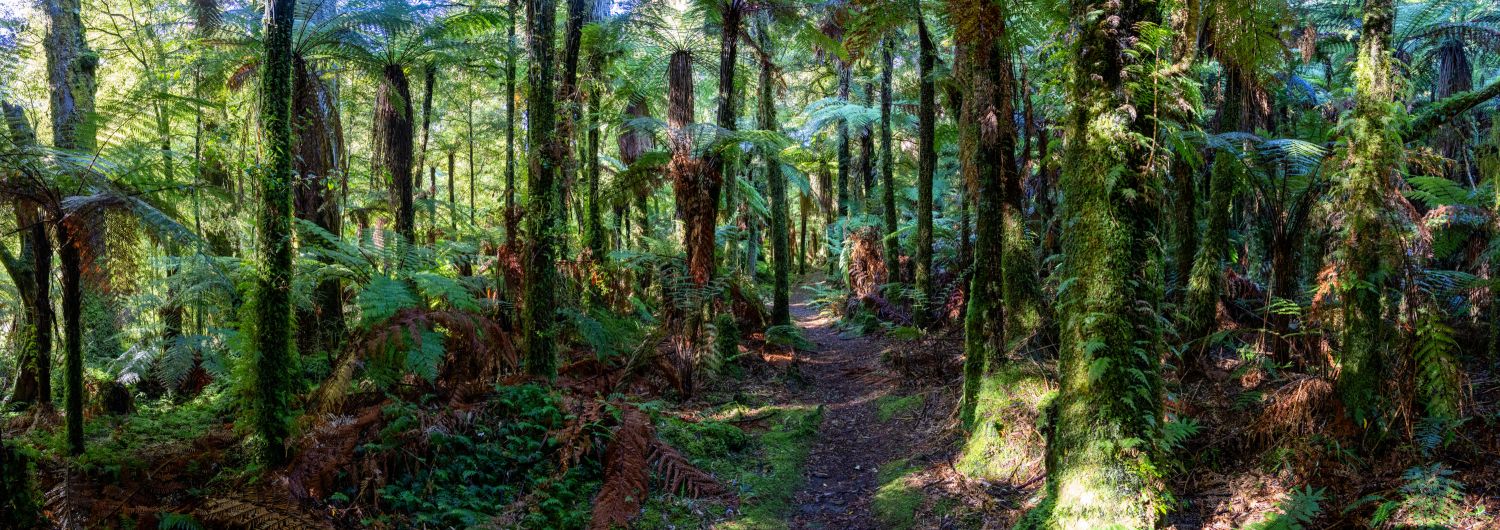 New Zealand Rainforest