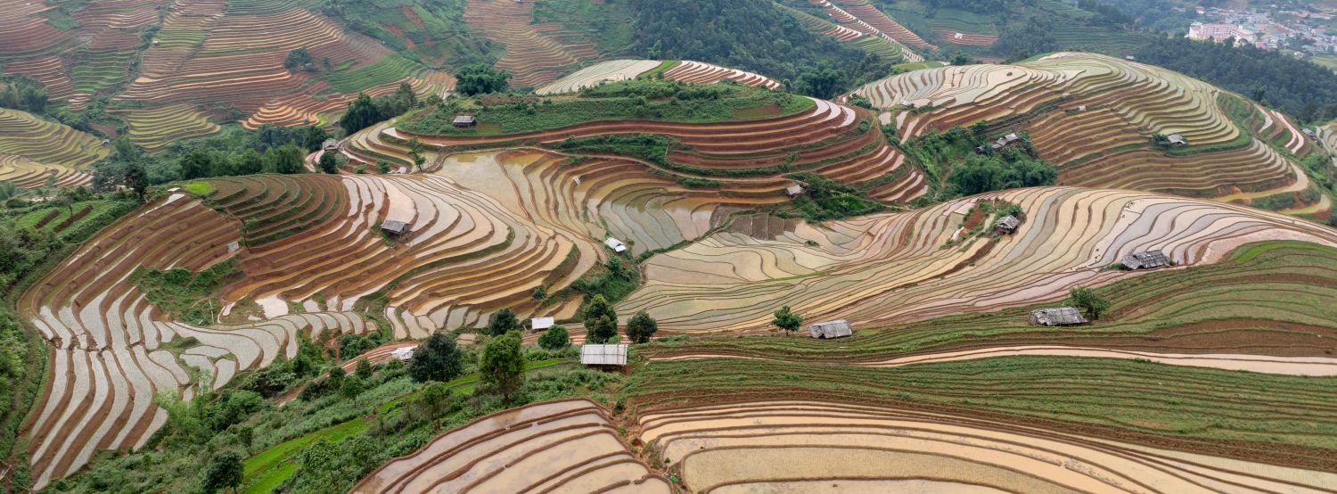 Rice Fields