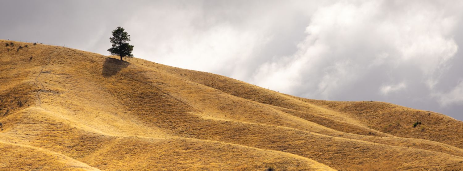 Fields of Gold