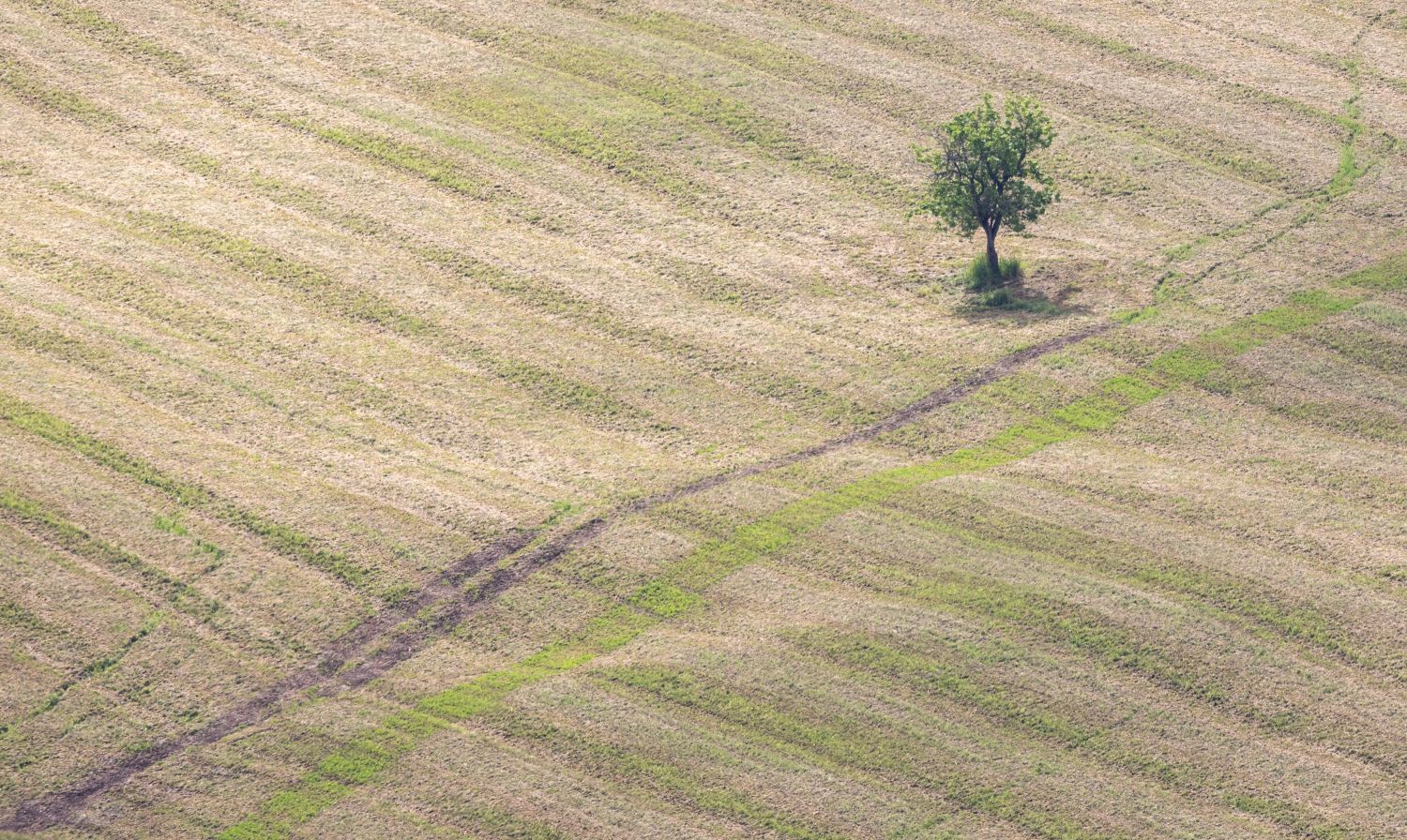 Single Tree