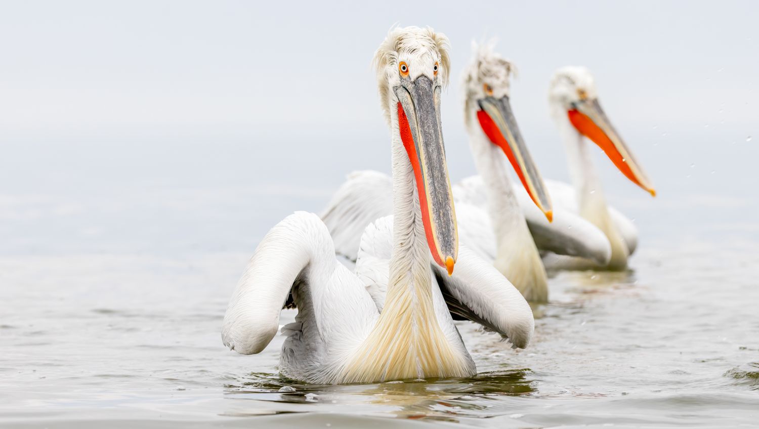 Three Pelicans