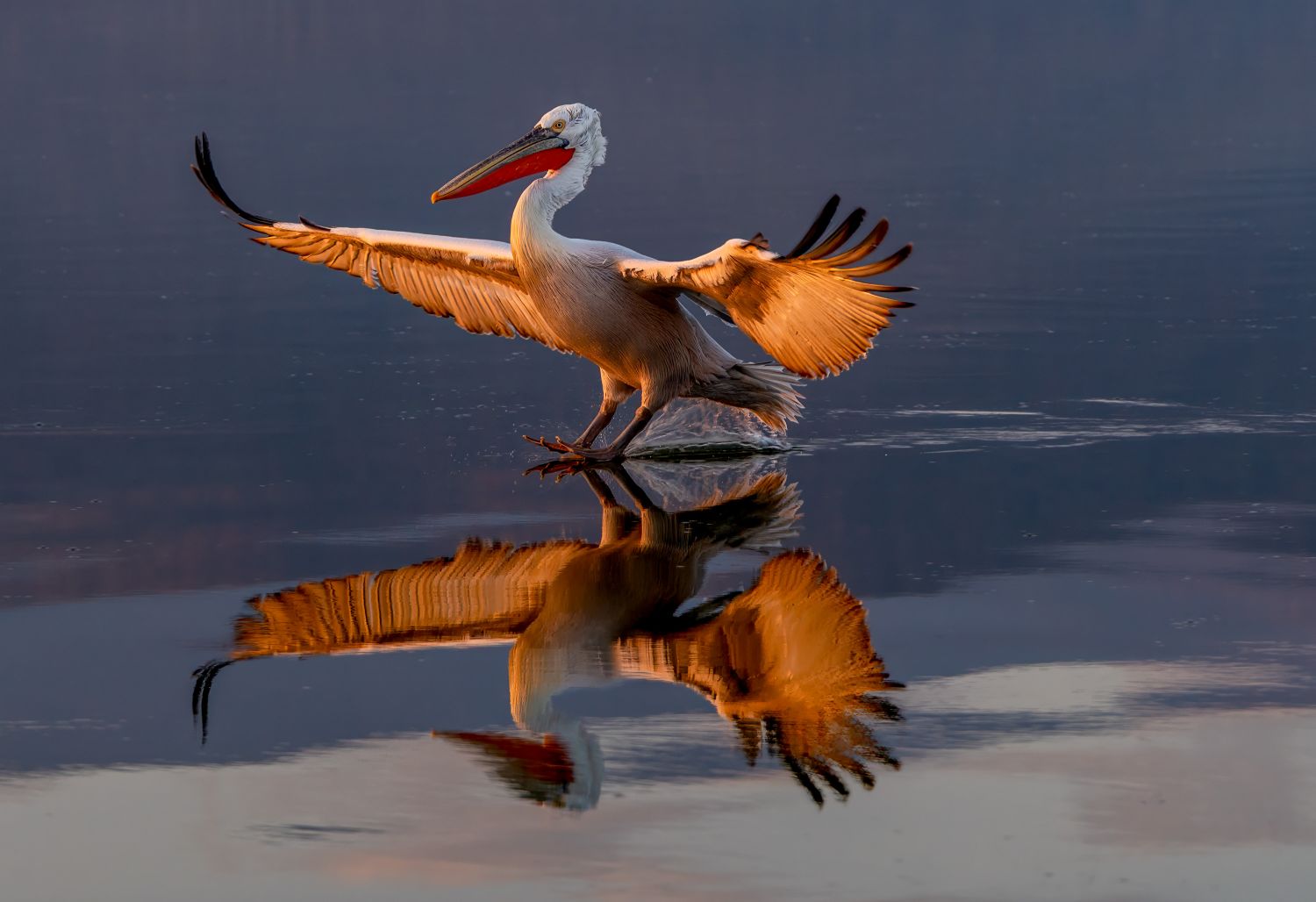 Pelican at Sunrise 