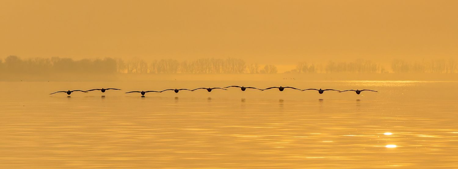 Incoming Pelicans