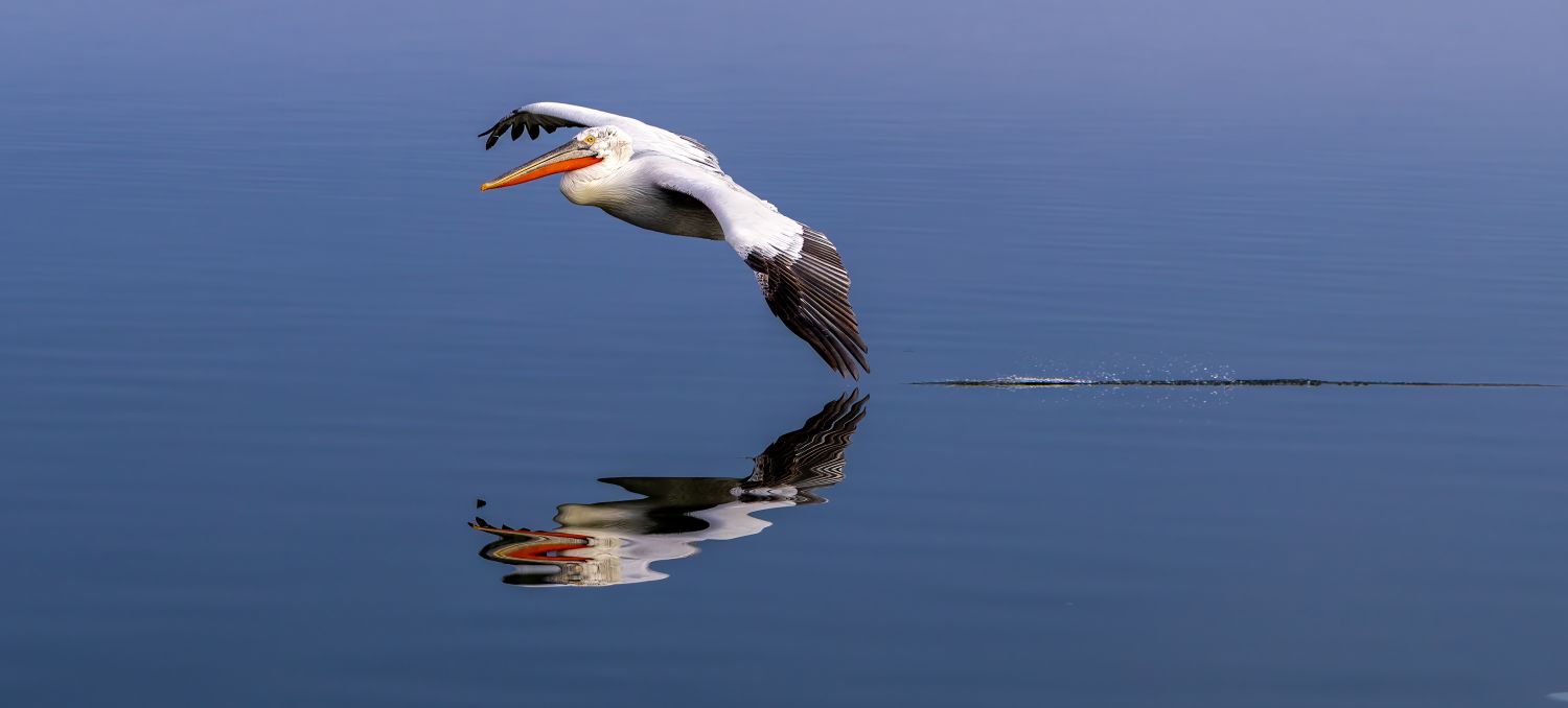 In Flight