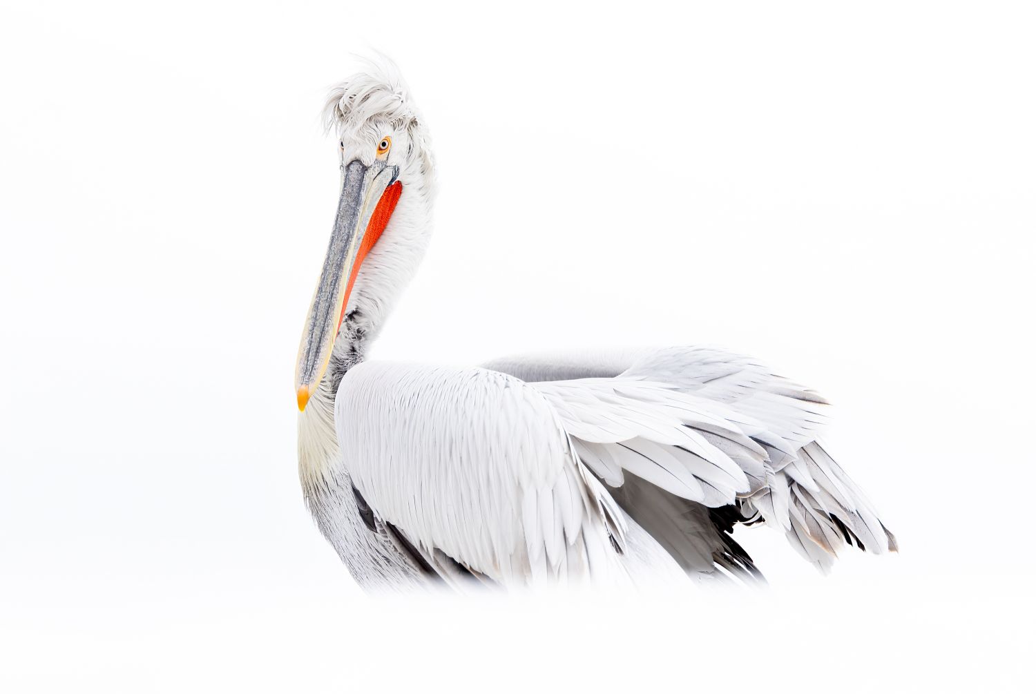 High Key Pelican