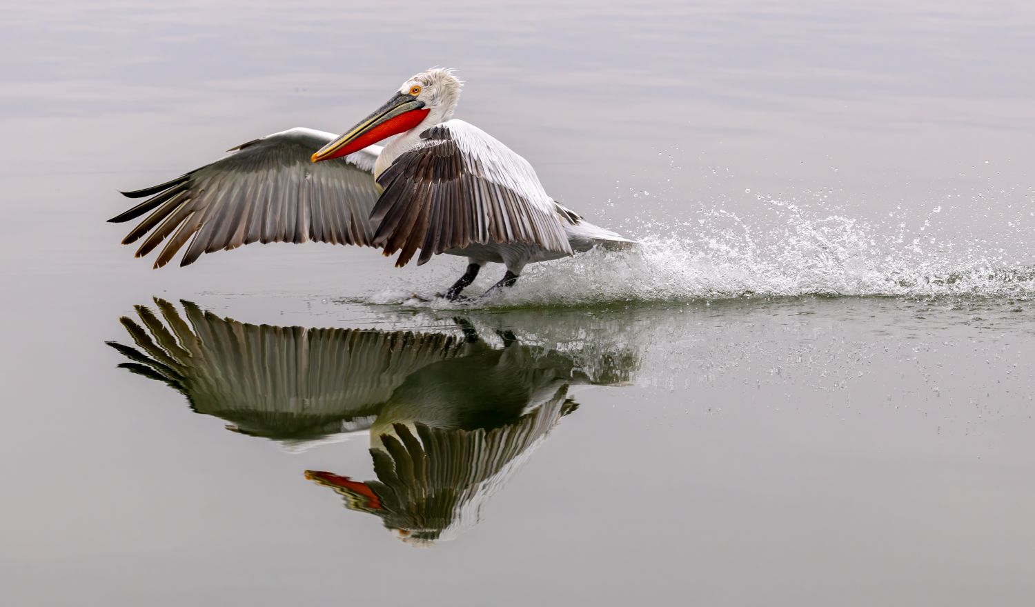 Pelican Landing