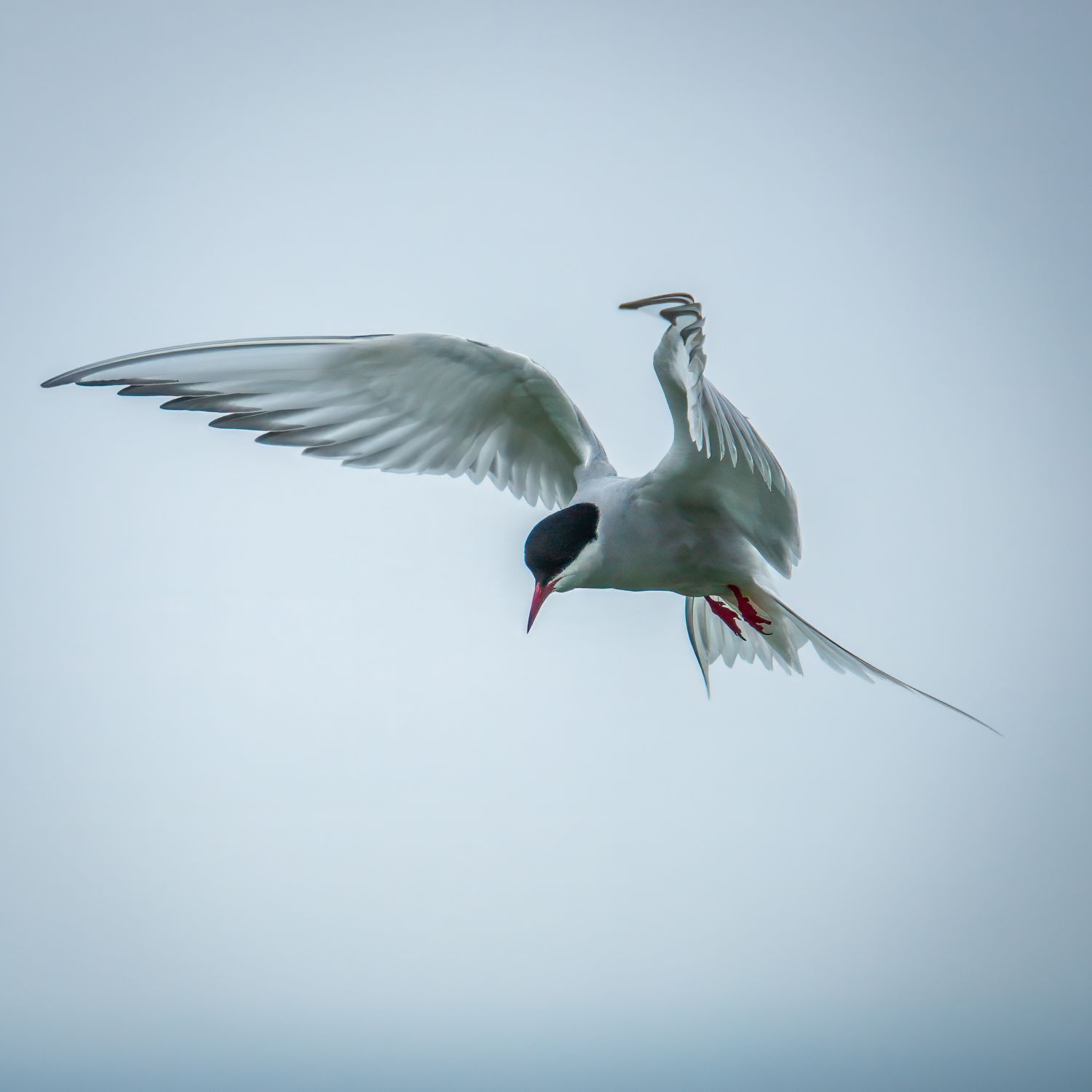 Arctic Tern