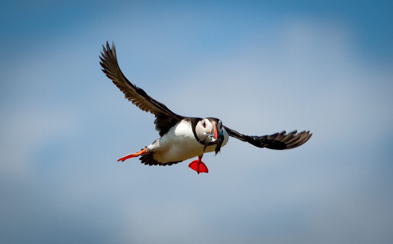 Puffin