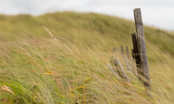 Cape Cod Dunes