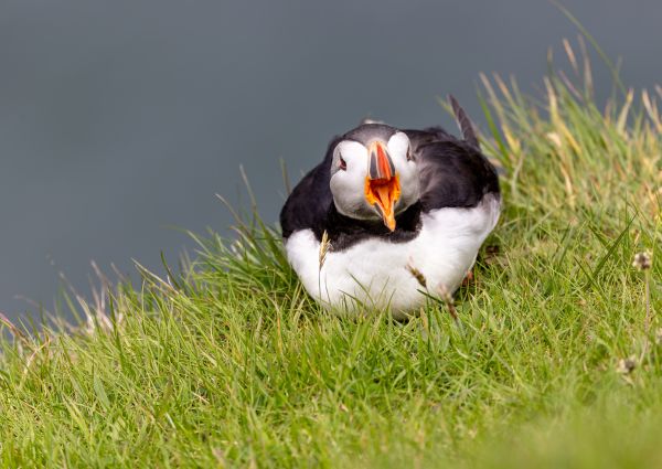 Puffin 3