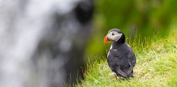 Puffin 4