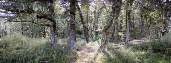 New Zealand Forest Panoramic