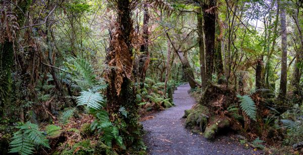 Forest Walk