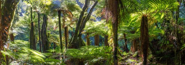 Forest Panoramic 3