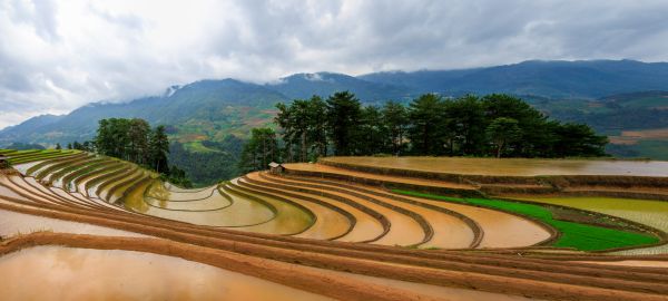 Rice Fields 2