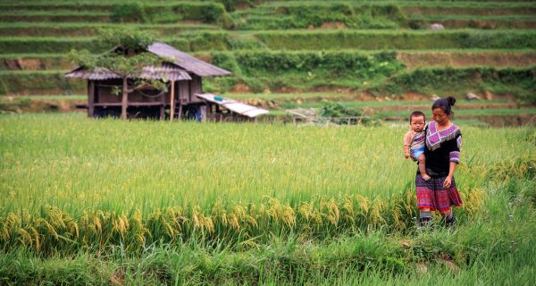 Lady in Rice Fields