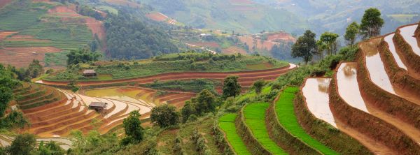 Rice Field Panoramic