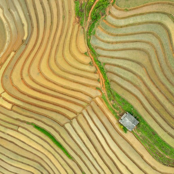 Vietnam Rice Fields