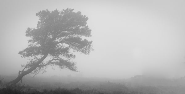 Exmoor Mists