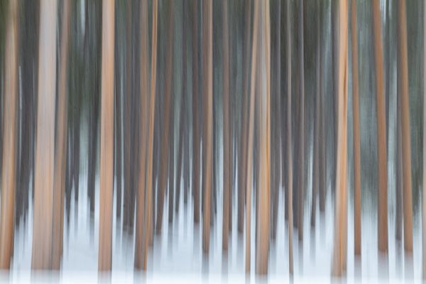 Yellowstone Trees